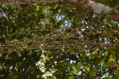 Ficus hispida